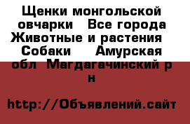 Щенки монгольской овчарки - Все города Животные и растения » Собаки   . Амурская обл.,Магдагачинский р-н